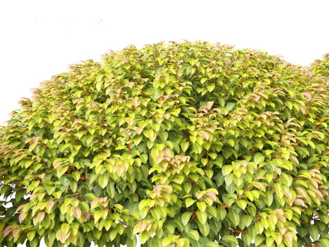 Prunus Lusitanica - Portuguese Cherry Laurel 03 3D Model