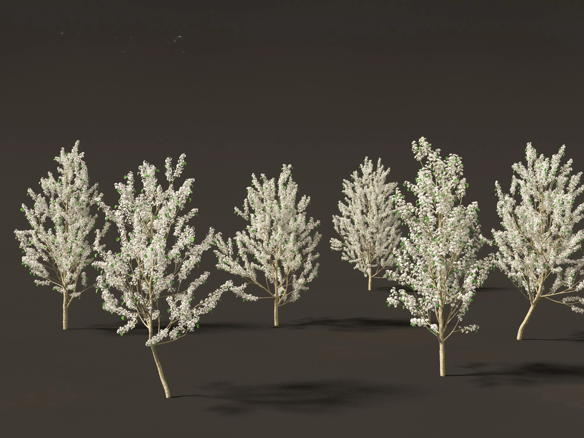 Pyrus calleryana Winter Glow - Ornamental Pear 01 3D Model .c4d .max .obj .3ds .fbx .stl .blend
