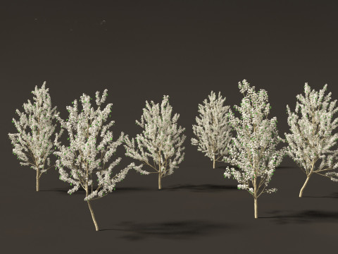 Pyrus calleryana Winter Glow - Ornamental Pear 01 3D मॉडल