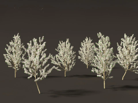 Pyrus calleryana Winter Glow - 観賞用梨 01 3Dモデル