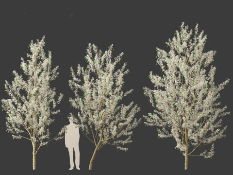 Pyrus calleryana Winter Glow - Ornamental Pear 01 3D Model