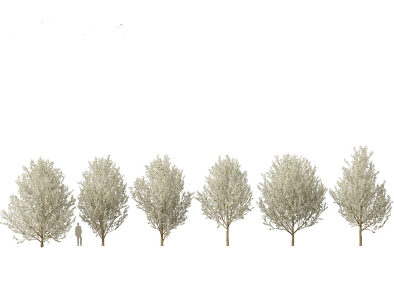 Pyrus calleryana Winter Glow - Ornamental Pear 02 3D 模型 .c4d .max .obj .3ds .fbx .stl .blend 