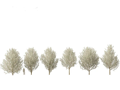 Pyrus calleryana Winter Glow - 観賞用梨 02 3Dモデル