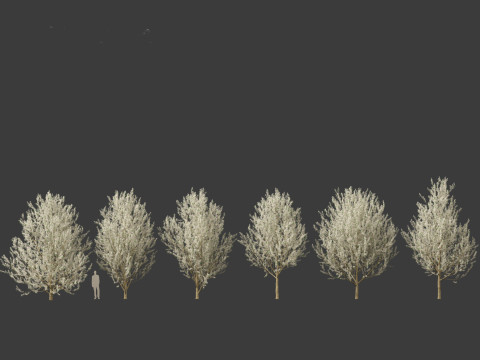 Pyrus calleryana Winter Glow - Ornamental Pear 02 3D 模型