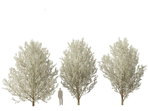 Pyrus calleryana Winter Glow - Ornamental Pear 02 3D 模型