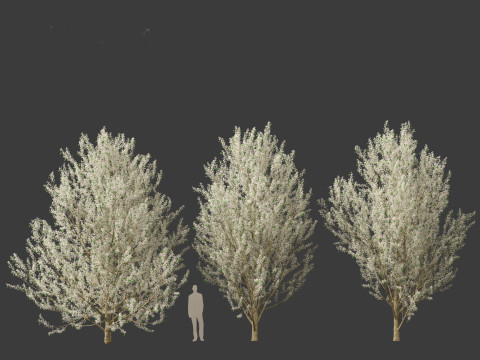 Pyrus calleryana Winter Glow - Ornamental Pear 02 3D 模型