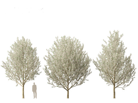Pyrus calleryana Winter Glow - Ornamental Pear 02 3D 模型