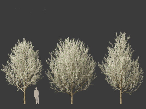 Pyrus calleryana Winter Glow - Ornamental Pear 02 3D 模型