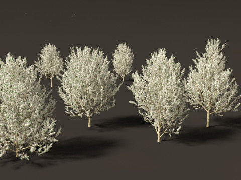 Pyrus calleryana Winter Glow - Ornamental Pear 02 3D 模型