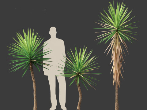 Yucca aloifolia - Aloe Yucca Dagger Plant 01 Modelo 3D