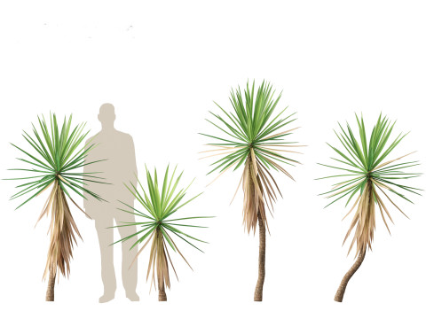 Yucca aloifolia - Aloe Yucca Dagger Plant 01 Modelo 3D