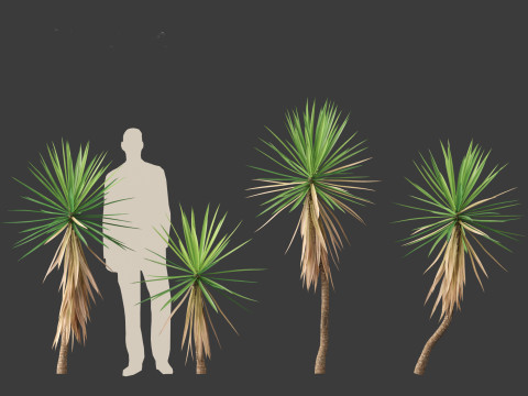 Yucca aloifolia - Aloe Yucca Dagger Plant 01 Modelo 3D