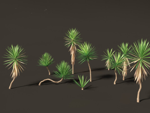 Yucca aloifolia - Aloe Yucca Dagger Plant 01 3D Model