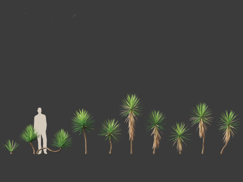 Yucca aloifolia - Aloe Yucca Dagger Plant 01 Modelo 3D
