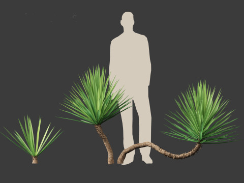 Yucca aloifolia - Aloe Yucca Dagger Plant 01 Modelo 3D