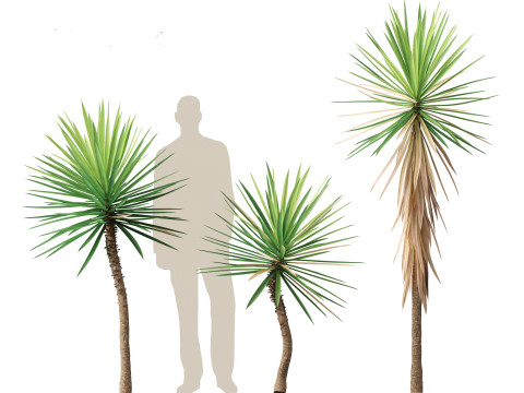 Yucca aloifolia - Aloe Yucca Dagger Plant 01 Modelo 3D