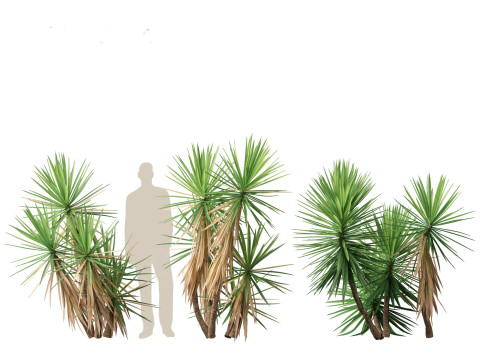 Yucca aloifolia - Aloe Yucca Dagger Plant 02 3D 모델