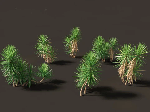 Yucca aloifolia - Alo&euml; Yucca Dagger Plant 02 3D Model
