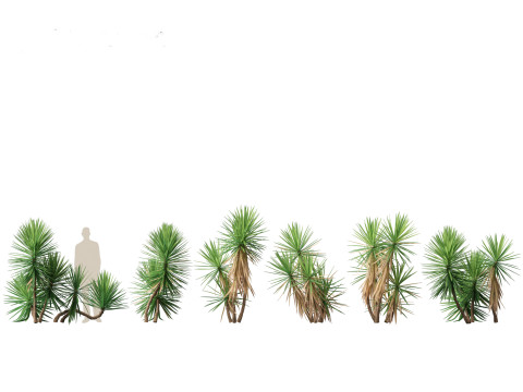 Yucca aloifolia - Aloe Yucca Dagger Plant 02 3D 모델