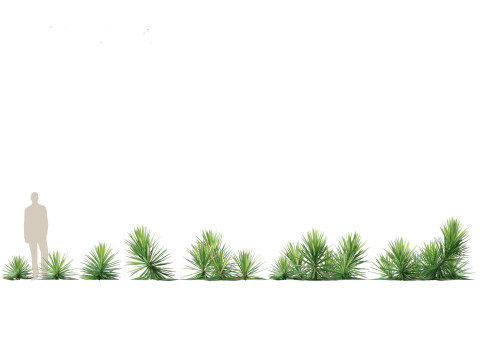 Yucca aloifolia - Aloe Yucca Dagger Plant 03 3D Model