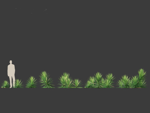 Yucca aloifolia - Aloe Yucca Dagger Plant 03 3D Model