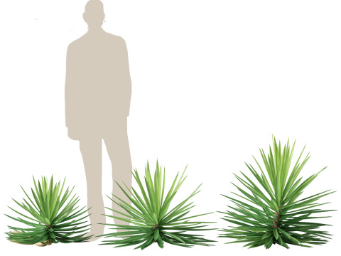 Yucca aloifolia - Aloe Yucca Dagger Plant 03 3D Model
