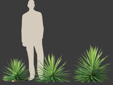 Yucca aloifolia - Aloe Yucca Dagger Plant 03 3D Model