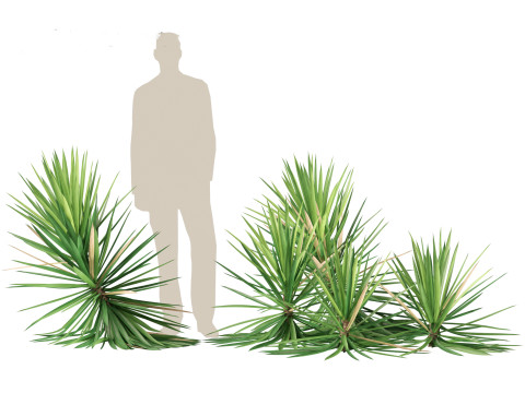 Yucca aloifolia - Aloe Yucca Dagger Plant 03 3D Model