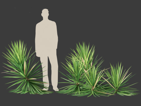 Yucca aloifolia - Aloe Yucca Dagger Plant 03 3D Model