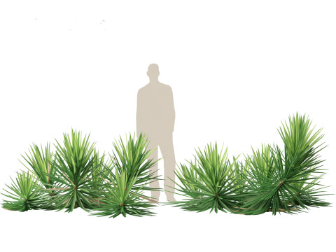 Yucca aloifolia - Aloe Yucca Dagger Plant 03 3D Model