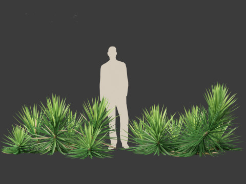 Yucca aloifolia - Aloe Yucca Dagger Plant 03 3D Model