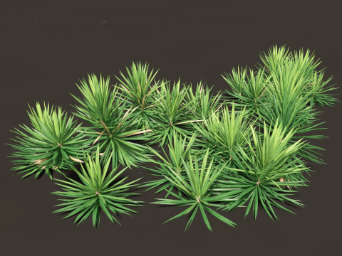 Yucca aloifolia - Aloe Yucca Dagger Plant 03 3D Model