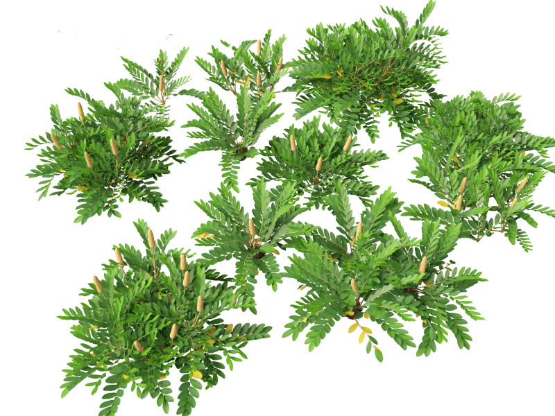 Zamia furfuracea - Cardboard palm 01 Modelo 3D .c4d .max .obj .3ds .fbx .stl .blend 