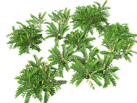 Zamia furfuracea - Cardboard palm 01 Modelo 3D