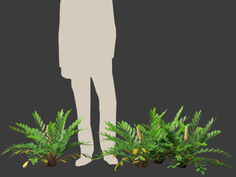 Zamia furfuracea - Cardboard palm 01 Modelo 3D