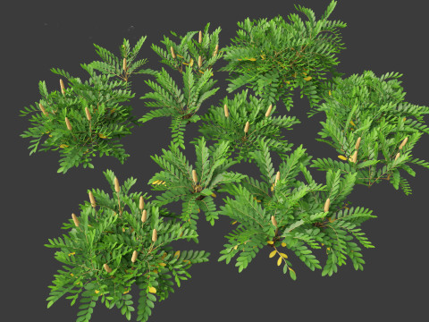 Zamia furfuracea - Cardboard palm 01 Modelo 3D