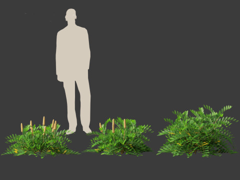 Zamia furfuracea - Cardboard palm 01 Modelo 3D