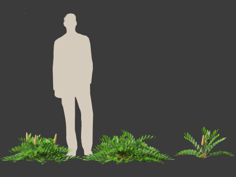 Zamia furfuracea - Cardboard palm 01 Modelo 3D