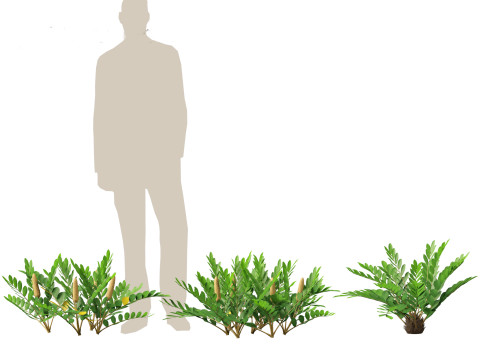 Zamia furfuracea - Cardboard palm 01 Modelo 3D