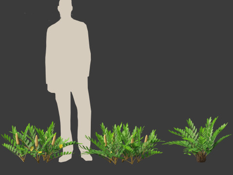 Zamia furfuracea - Cardboard palm 01 Modelo 3D