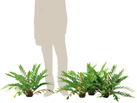 Zamia furfuracea - Cardboard palm 01 Modelo 3D
