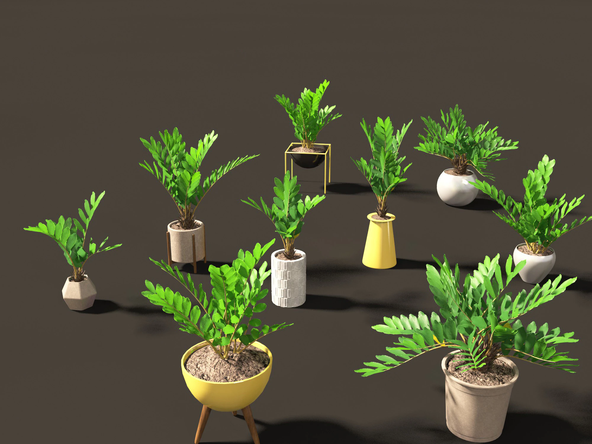 Zamia furfuracea - Cardboard palm 02 3D Model .c4d .max .obj .3ds .fbx .stl .blend