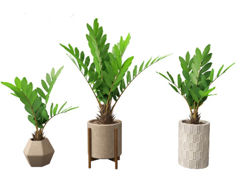 Zamia furfuracea - Cardboard palm 02 3D Model
