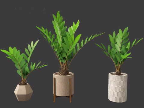 Zamia furfuracea - Cardboard palm 02 3D Model