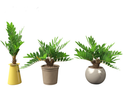 Zamia furfuracea - Cardboard palm 02 3D Model