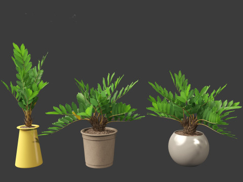 Zamia furfuracea - Cardboard palm 02 3D Model