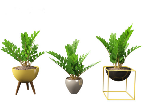 Zamia furfuracea - Cardboard palm 02 3D Model