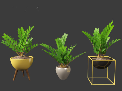Zamia furfuracea - Cardboard palm 02 3D Model