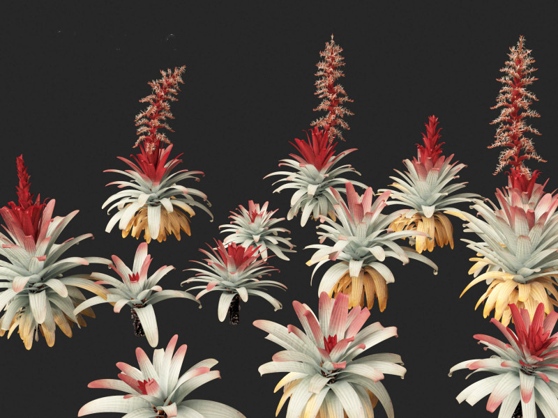 Alcantarea imperialis - Giant Bromeliad Modelo 3D .c4d .max .obj .3ds .fbx .stl .blend 