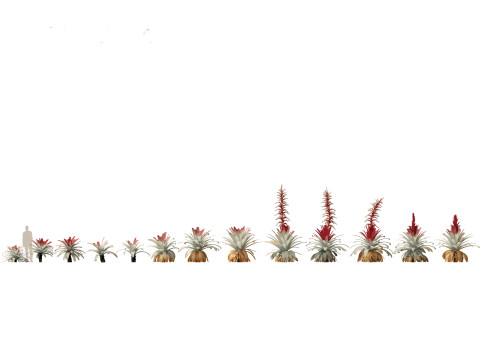 Alcantarea imperialis - Giant Bromeliad Modelo 3D